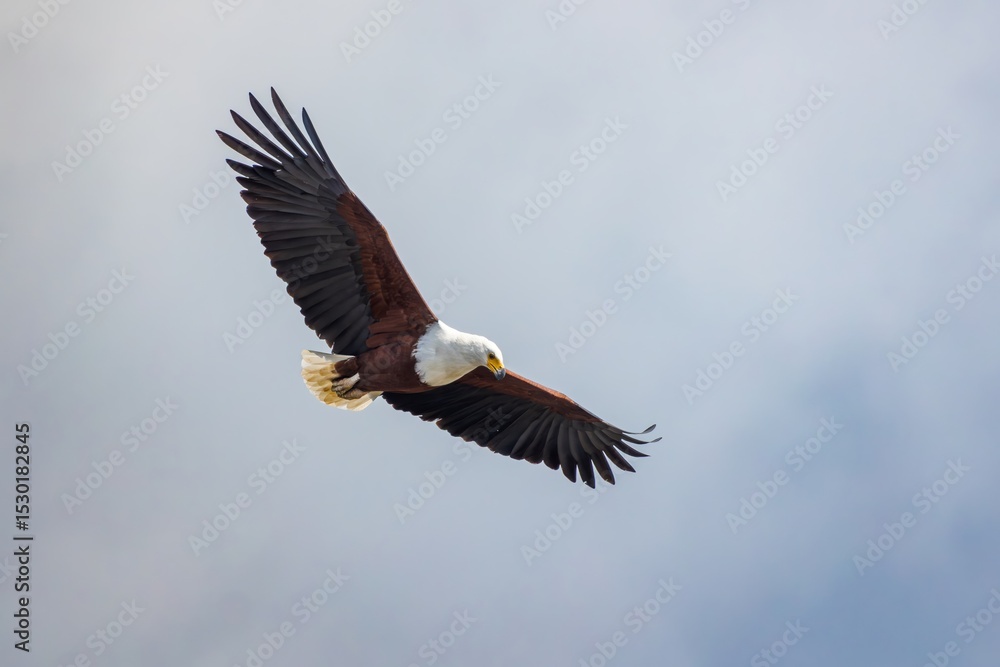 Obraz premium A magnificent African fish eagle, a powerful bird of prey, soars through the sky gracefully against a cloud background as it looks for prey in a river in a game reserve in South Africa.