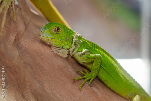 Green Iguana Shedding Skin on a Wooden Branch