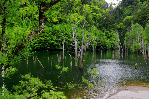 新緑に包まれた幻想的な自然湖