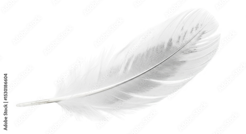 Obraz premium Elegant White Feather PNG Image for Versatile Design Projects and Stock Photos