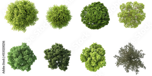 Diverse Tree Canopies (1)