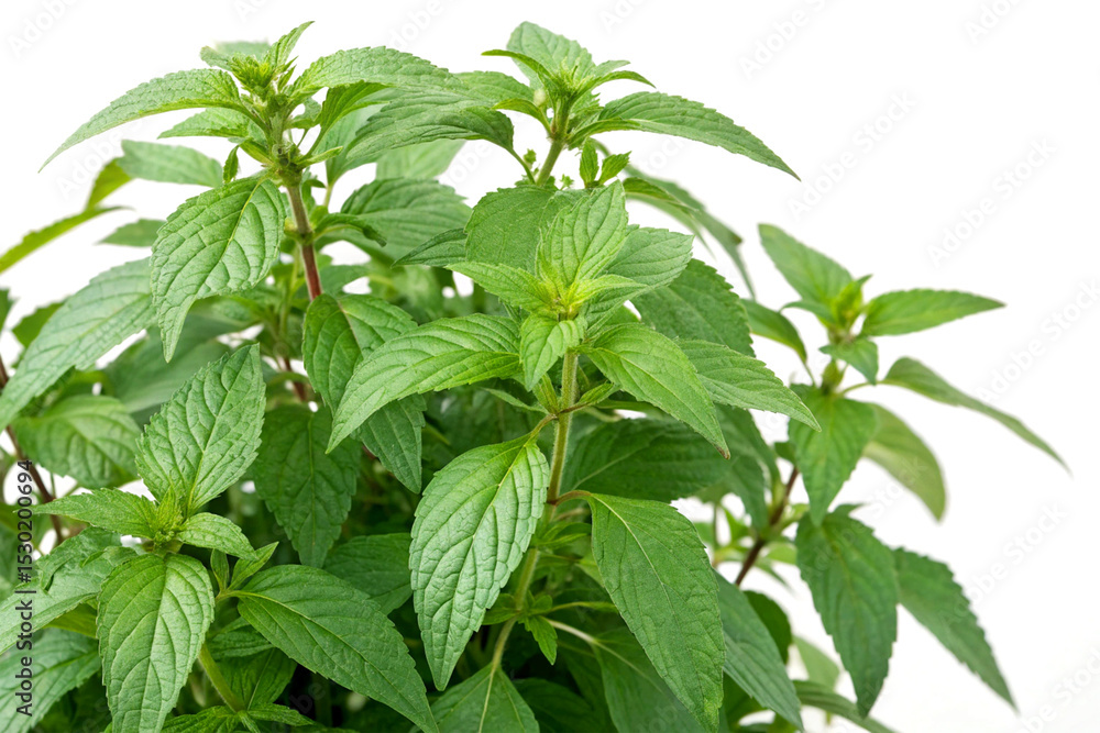 Close-up of Hygrophila spinosa (Talmakhana) plant with lush green leaves on white background Close-up of Hygrophila spinosa (Talmakhana) plant with lush green leaves on white background