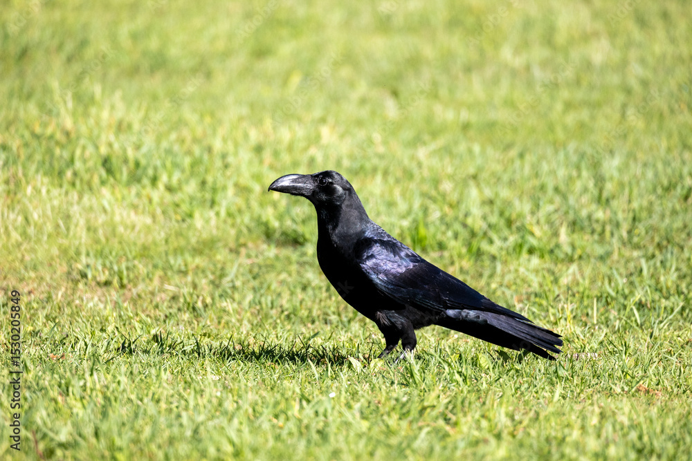 Fototapeta premium 野鳥素材 カラス