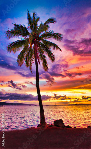 Maui sky with palm tree ablaze at sunset