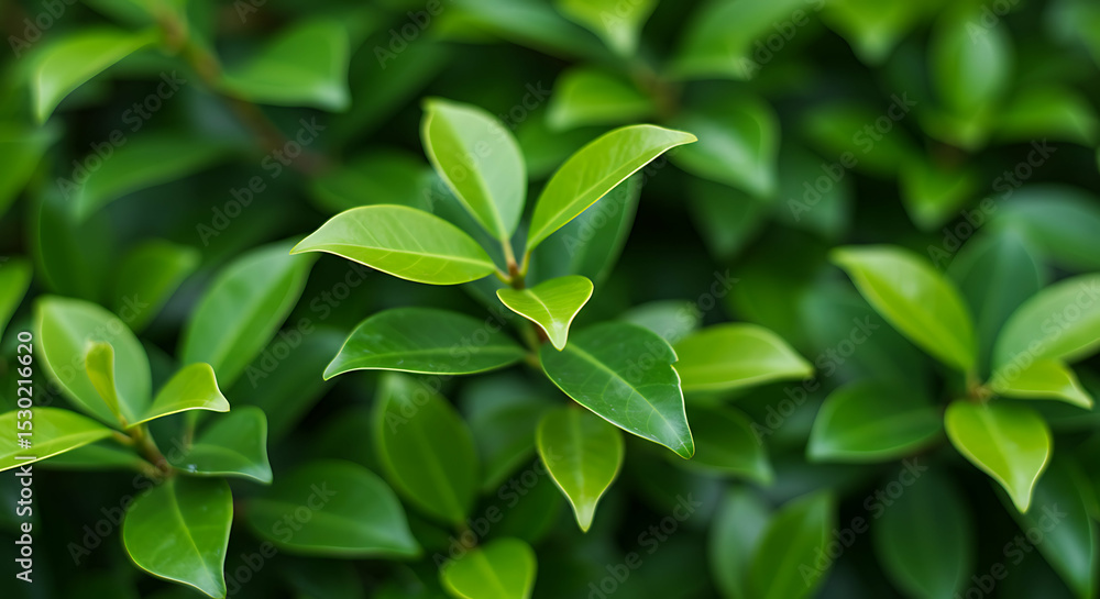 Fototapeta premium Lush green foliage creating a vibrant natural backdrop on a sunny day