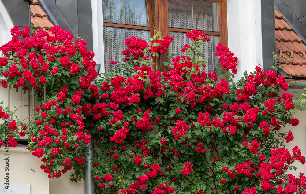 Naklejka premium Blooming red climbing roses growing on the facade of the house in front of the window.