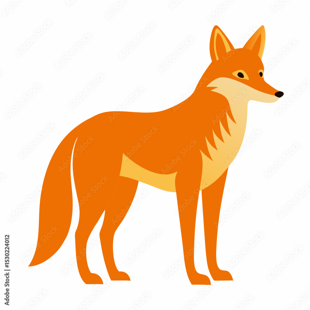 Fototapeta premium coyote on white background