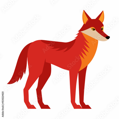 coyote on white background