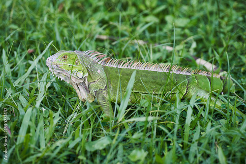 Wallpaper Mural Iguana prowling on a grass Torontodigital.ca