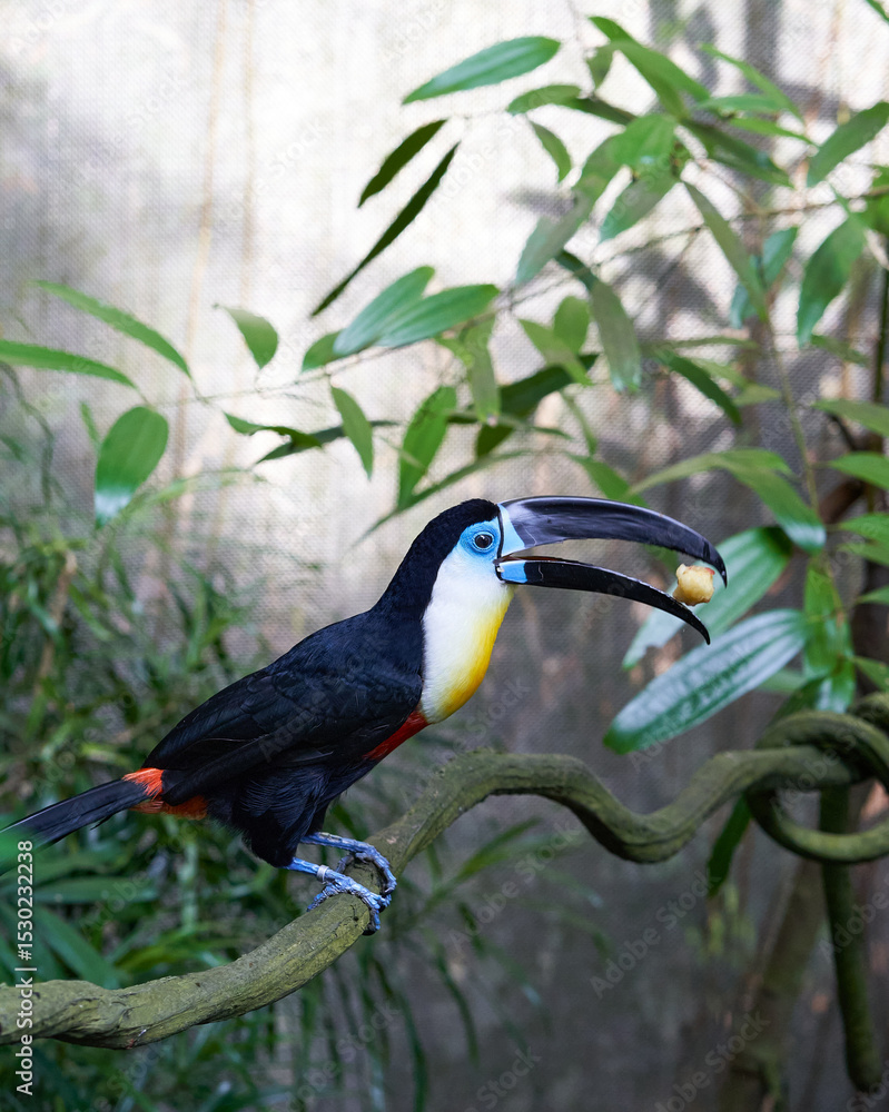 Obraz premium toucan on a branch catching a meal