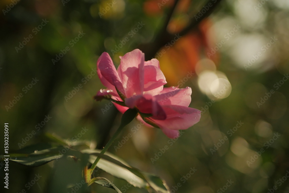 Obraz premium pink flower in the garden