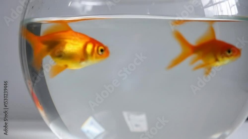 Wallpaper Mural Two orange goldfish in a round glass aquarium Torontodigital.ca