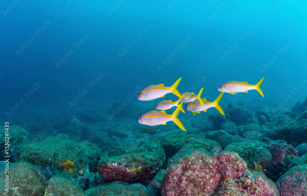 Fototapeta premium Underwater coral reef and fishes