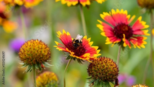 Vibrant orange and red flowers with a bee