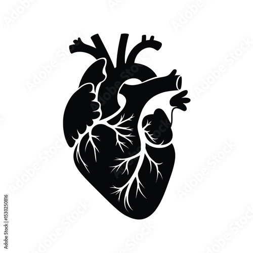 Black and White Anatomical Heart Illustration on White Background