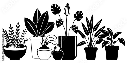 Collection of black and white houseplants in pots