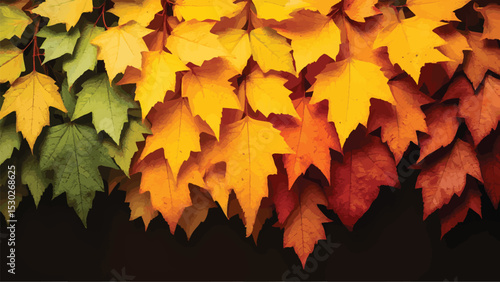 Vibrant Autumn Leaves A Stunning Display of Fall Foliage Colors