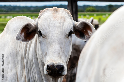 Wallpaper Mural Nelore cattle herd in a Brazilian farm corral. The Nelore breed is known for its adaptability to tropical climates and meat production.	 Torontodigital.ca
