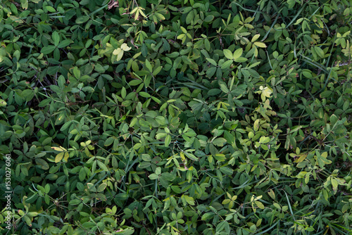 Close-Up of Green Grass Texture