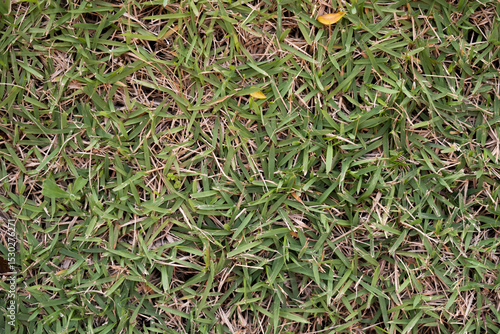 Close-Up of Green Grass Texture with Dry Patches