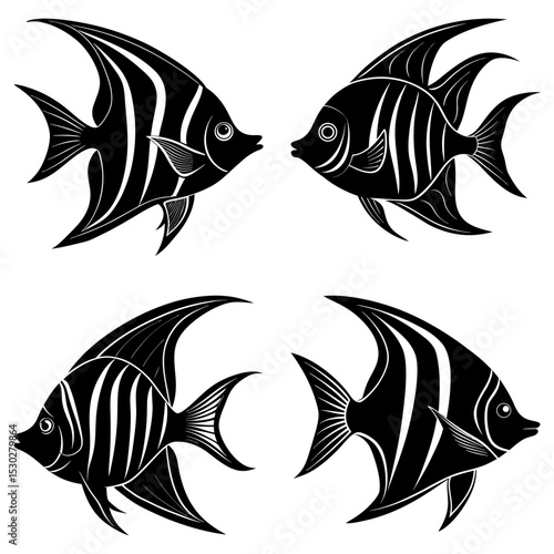Four black and white striped angelfish swimming in different directions on a white background design art