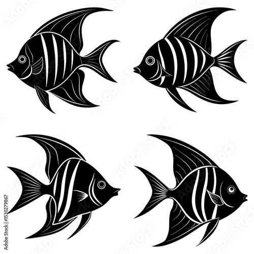 Four black and white angelfish with striped bodies swimming in different directions on white background