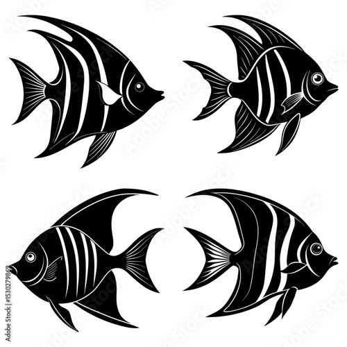 Four black and white striped angelfish swimming in different directions on a white background