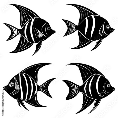 Four angelfish swimming in different directions with black and white striped bodies and detailed fins