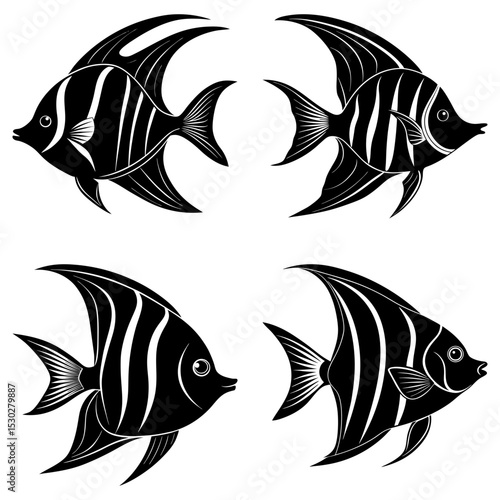 Four black and white striped angelfish swimming in different directions on a white background design element
