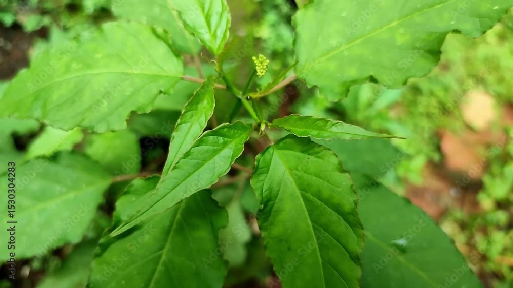 Close-up video of fresh green leaves in a tropical garden. Natural lighting, calm wind movement, and vivid leaf texture. Perfect for backgrounds, nature themes, and botanical projects. Close-up video of fresh green leaves in a tropical garden. Natural lighting, calm wind movement, and vivid leaf texture. Perfect for backgrounds, nature themes, and botanical projects.