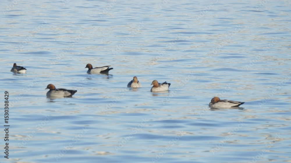Ducks on the water during sunrise Ducks on the water during sunrise