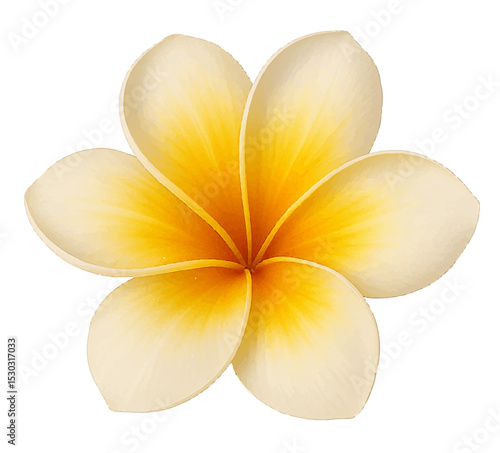 Frangipani Plumeria Flowers White Background, Frangipani, Plumeria. Chompey it's a kind of Khmer flower. Its smell great and its look beautiful.