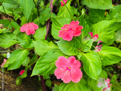 Quadro su tela Impatiens walleriana flowers