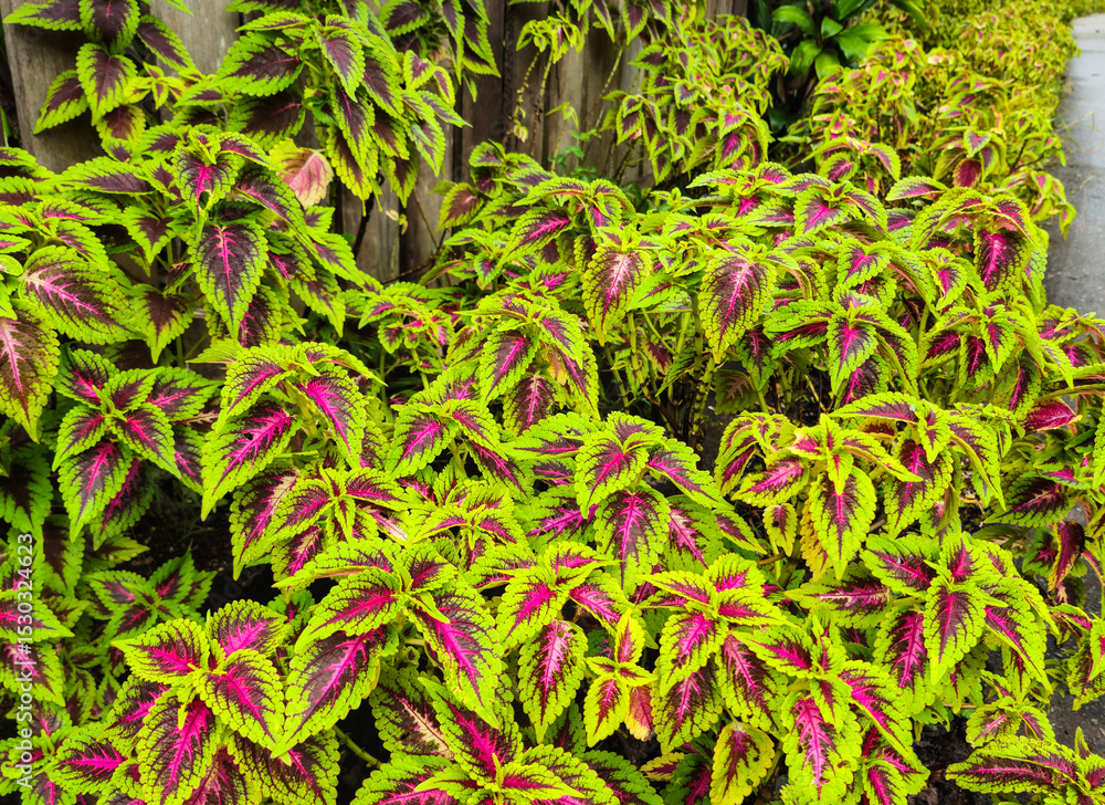 Obraz premium Colorful leaves of coleus plants in a roadside garden