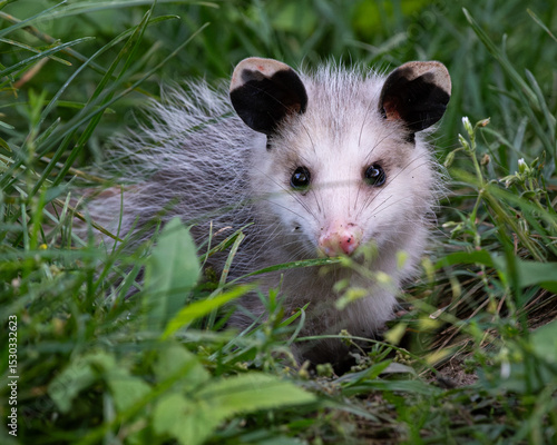 Young Virgina opossum peaking out from tall green grass