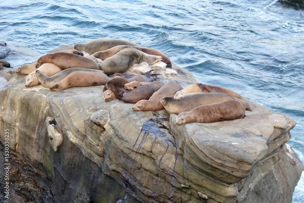 Fototapeta premium Sea lions sleeping on top of each other on a rock in la jolla cove