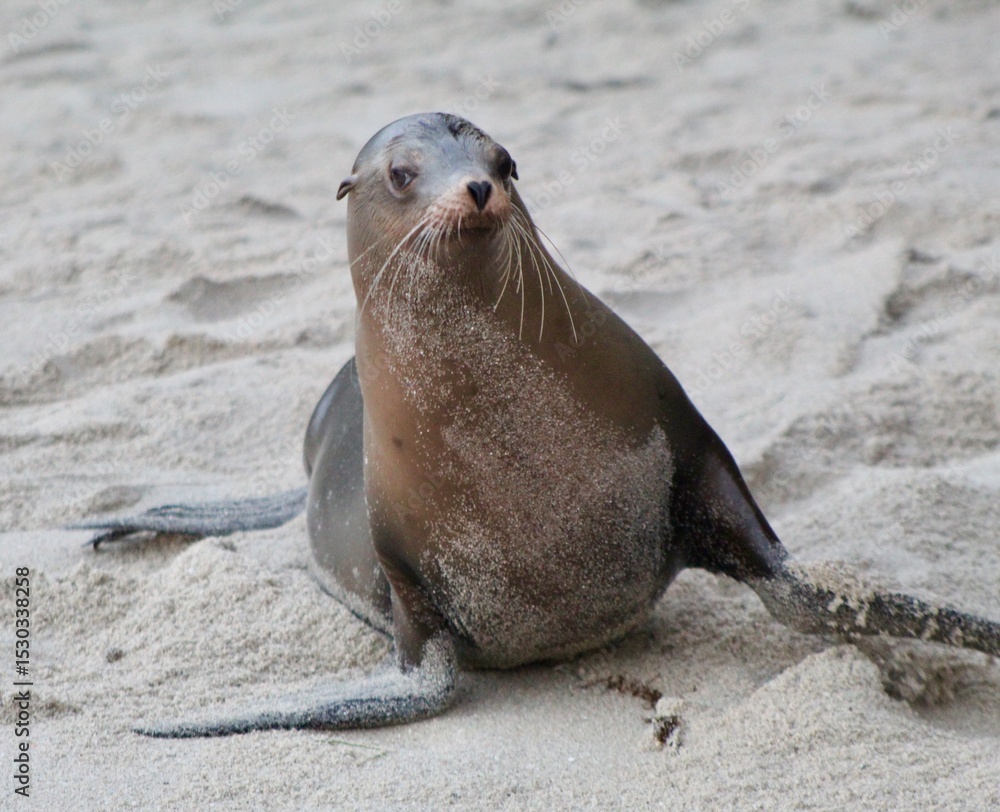 Fototapeta premium Sea lion close up giving side eye sassy face