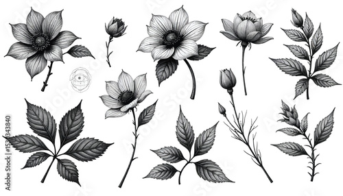 Elegant Black and White Floral Collection: Anemone Flowers and Leaves Illustration.