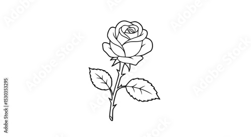 Single outline rose flower