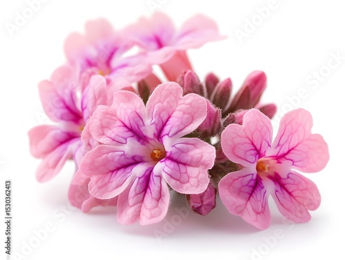 Isolated verbena on white background