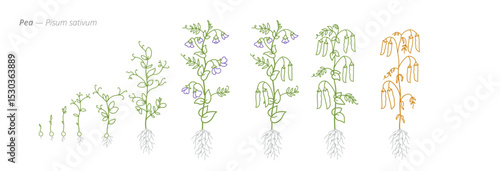 Pea Growth Stages Accurate Botanical Vector