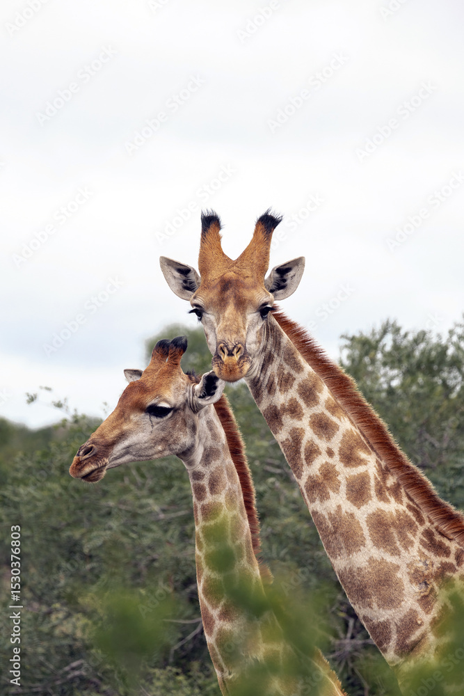 Obraz premium Cute couple of giraffes among green foliage of bushes