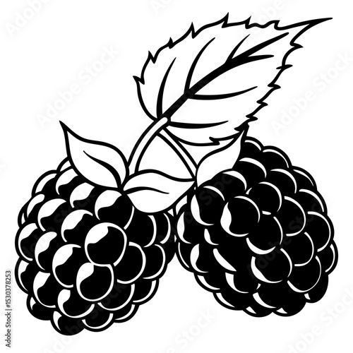 Blackberries Vector on White Background