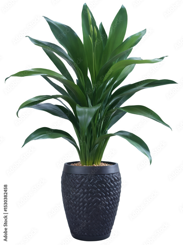 custom made wallpaper toronto digitalCast Iron Plant (Aspidistra elatior) Broad, deep green leaves in a sturdy black planter, a terracotta pot, or a woven