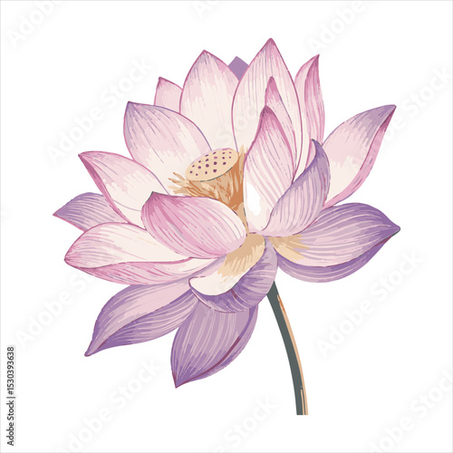 Lotus flower Vector 