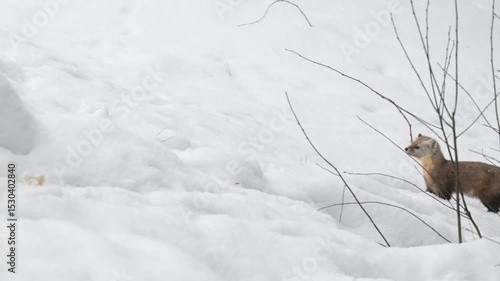 American marten in the Canadian wilderness in the winter