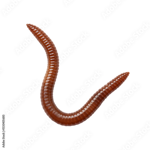 Earthworm: Detailed Close-Up View