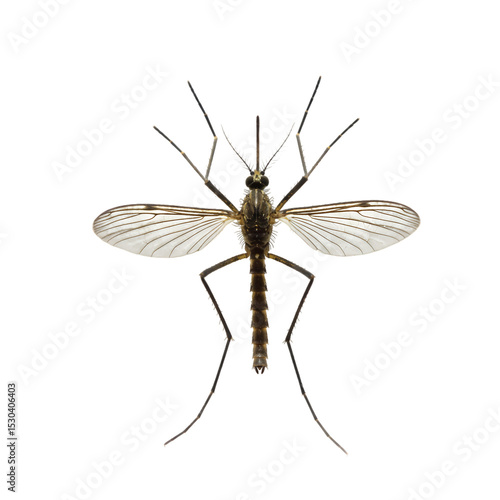 Detailed Close-Up of a Mosquito: Anatomy and Characteristics