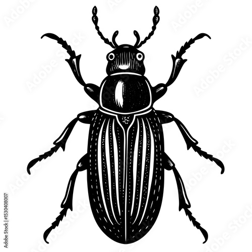 Darkling Beetle