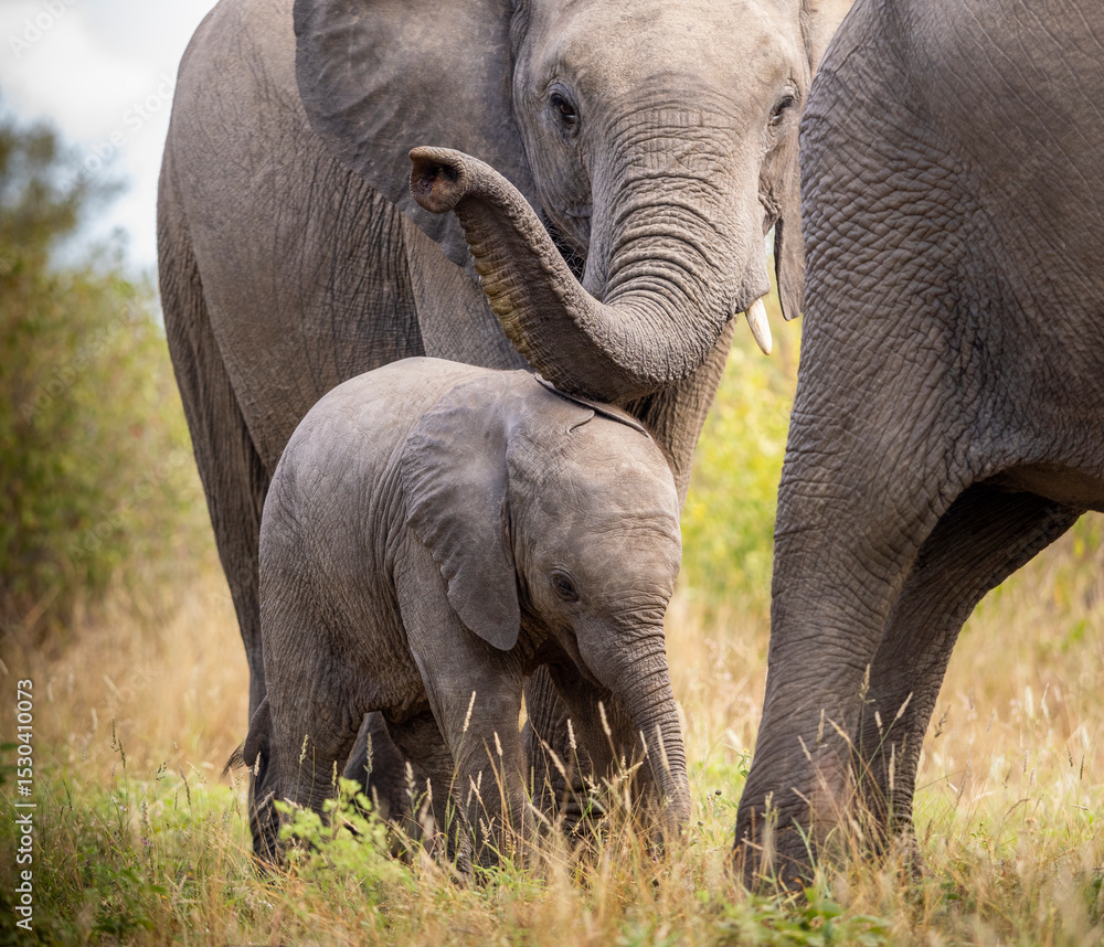 Fototapeta premium Elefanten Familie beschützt den Nachwuchs
